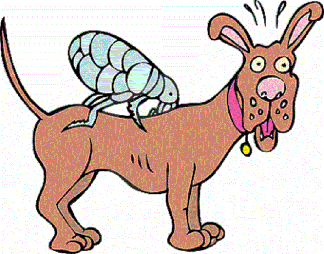 Como se livrar das pulgas em seu cão ou gato simples e natural, sem uso de fortes venenos