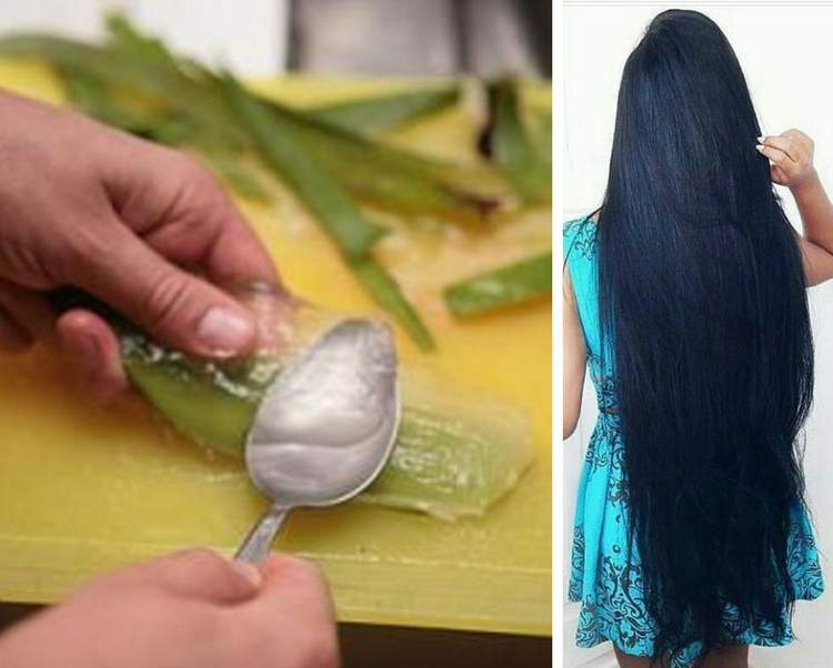 Esta é a maneira certa de usar a babosa no cabelo para fazer os fios crescerem fortes e saudáveis como nunca