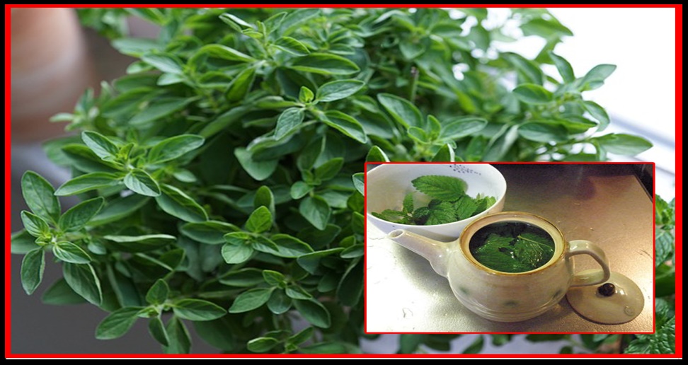 Receita do poderoso chá para curar dor de garganta, sinusite, tosse, dores de cabeça, dor nas costas e infecções Receita do poderoso chá para curar dor de garganta, sinusite, tosse, dores de cabeça, dor nas costas e infecções