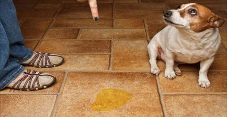 Incrível truque para evitar que seu cachorro urine onde você não deseja!