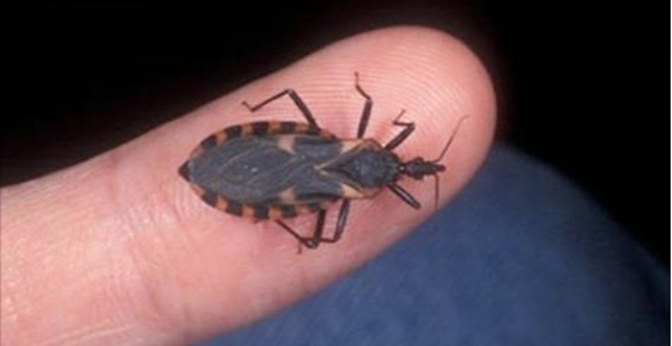 Alerta total! Este inseto não é mais o principal transmissor do mal de Chagas –  e sim 2 alimentos que muitos consomem, inclusive você!