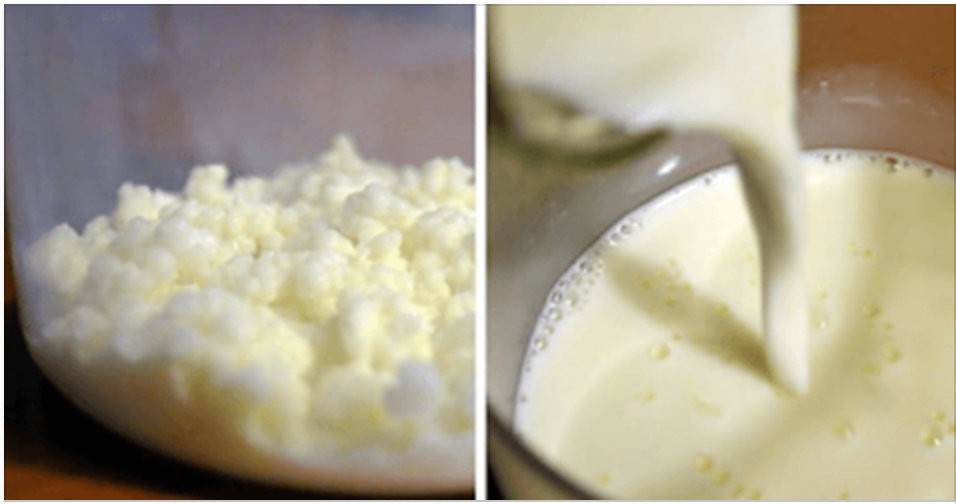 Como produzir kefir em casa: um alimento probiótico que ajuda a melhorar a digestão!