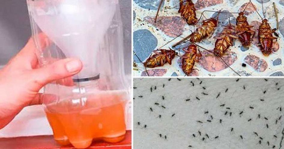 Receita caseira para remover Formigas, Baratas, Moscas, Mosquitos e pulgas da sua Casa