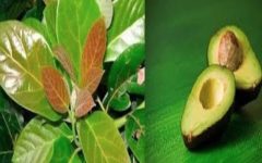 O Chá das folhas de abacate pode curar todas estas doenças  – aqui está como fazer e tomar.