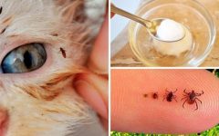 Como se livrar das pulgas em seu cão ou gato simples e natural, sem uso de fortes venenos