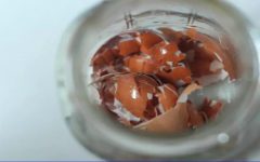 Casca de ovo com vinagre de maçã: proteja seus ossos com essa receita