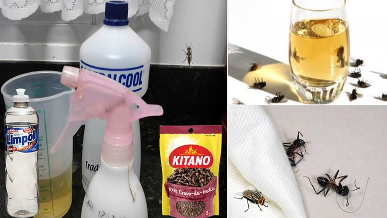 Solução caseira: eficaz contra moscas, pernilongos, formigas e baratas