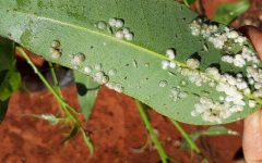 Formigas, cochonilhas, lagartas e pulgões: como eliminá-los do seu jardim