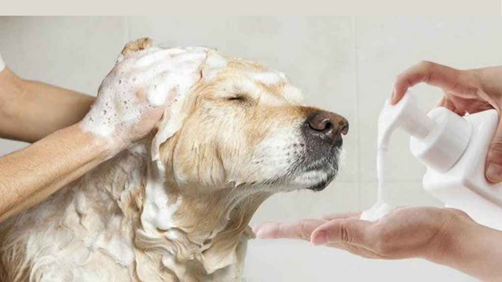 Shampoo caseiro para cães: seu pet limpo, com pelo saudável e livre de parasitas