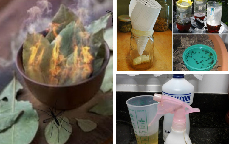 Receitas naturais Moscas, mosquitos e formigas