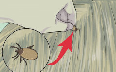 Vinagre para acabar com pulgas e carrapatos? Aprenda dicas simples