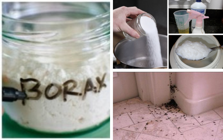 Acabe com formiga, pulga ou barata com 1 Ingrediente