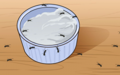 7 Receitas caseiras para livrar-se das formigas