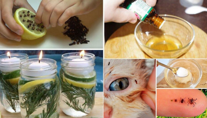 Dicas caseiras para eliminar pulgas, carrapatos e mosquitos