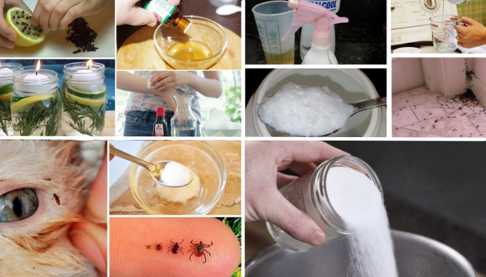 Eliminar pulgas, carrapatos, cupins, traças, formigas e baratas 