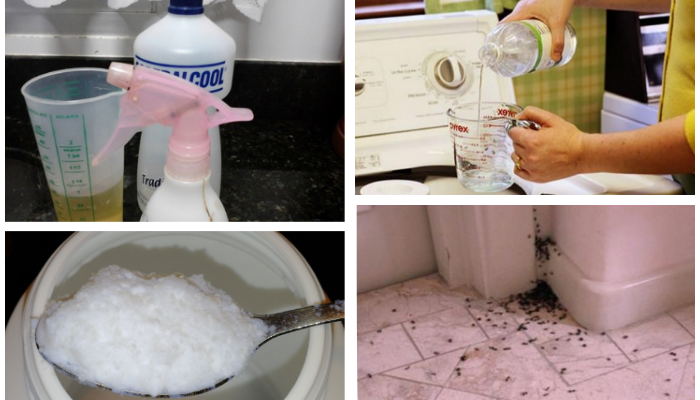 Repelentes naturais para formigas