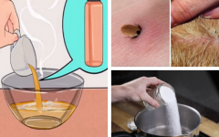 Como se livrar das pulgas em seu cão ou gato simples e natural: Aprenda misturinhas caseiras
