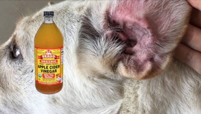 Como eliminar infecções de fungos no seu cão ou gato