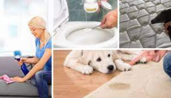 Como remover cheiro de xixi no sofá cama banheiro