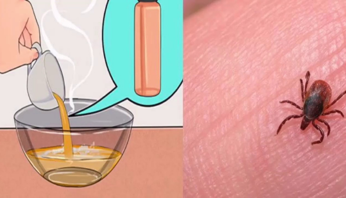 Receitas caseiras eliminar pulgas e carrapatos do ambiente?