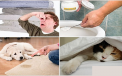 Como Tirar o Cheiro de Urina de Gato e cachorro – Casa Sem Odor de Xixi