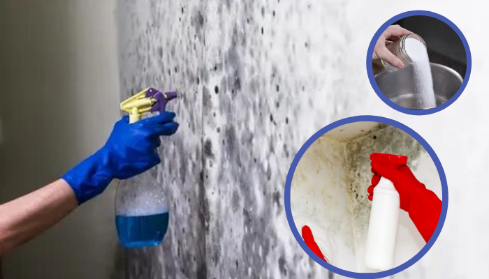 Remédios caseiros para acabar com mofo das paredes 