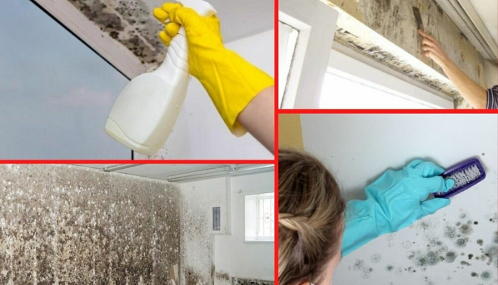 Mofo na parede? Receitas naturais para limpar paredes mofadas e com umidade