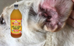 Como eliminar infecções de fungos no seu cão ou gato: simples e natural, sem uso de fortes venenos