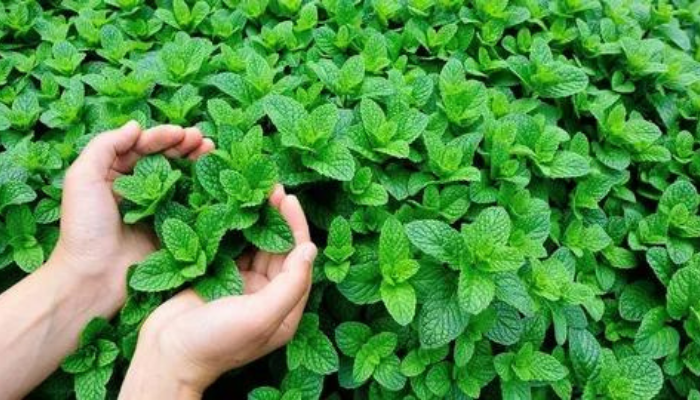 10 motivos para você consumir hortelã