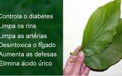 Você precisa conhecer esta folha – controla diabetes e limpa rins, fígado e artérias!