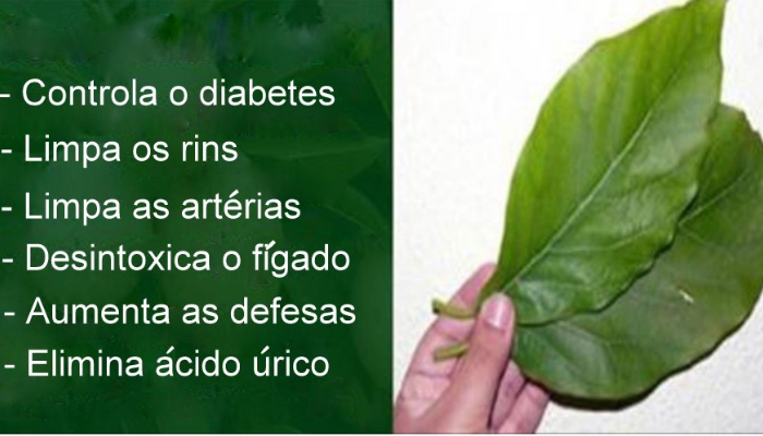 Folha controla diabetes e limpa rins, fígado e artérias
