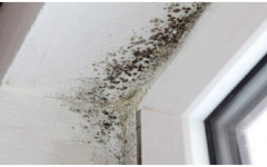 Especialistas explicam como acabar com o mofo e umidade nas paredes (e evitar que volte)