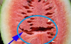 ATENÇÃO: Se ao comer uma melancia você vir isto nela, não coma!