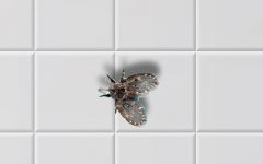 Como dar fins às moscas na pia da cozinha? 5 passos infalíveis