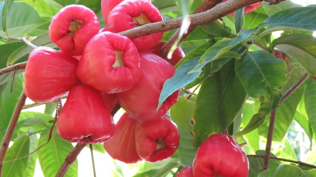 Jambo rosa, fruta que aumenta a imunidade, previne diabetes, colesterol  e beneficia a pele