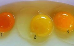 Um desses três ovos é o mais saudável e a diferença entre eles é fundamental para a saúde
