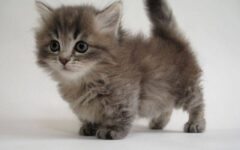 Conheça a raça de gato que permanece bebê para sempre, uma fofura irresistível!