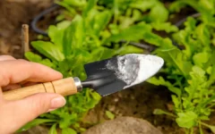 Amigo das plantas: 7 usos do bicarbonato de sódio na horta e jardim