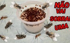 Receitas para eliminar barata, formiga e mosquito em casa