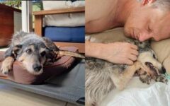 Estopinha, 1ª influenciadora pet do país, morre em SP: ‘Uma parte de mim foi destruída’, diz tutor da cachorra