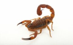Não acabe com esses animais: o papel crucial dos escorpiões na natureza