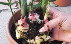 Você nunca mais vai comprar gengibre – é muito fácil plantar gengibre