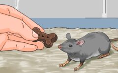 Como Usar Farinha de Trigo para Eliminar Ratos: Uma Solução Caseira Eficaz