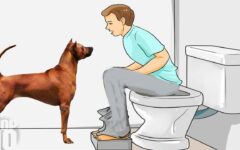 A razão por que seu cachorro vai ao banheiro com você e se senta ao seu lado é mais interessante do que você imagina!