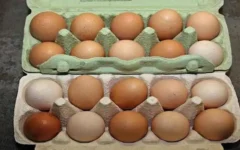 Criador de galinhas revela técnica mais eficaz para manter os ovos frescos por muito tempo