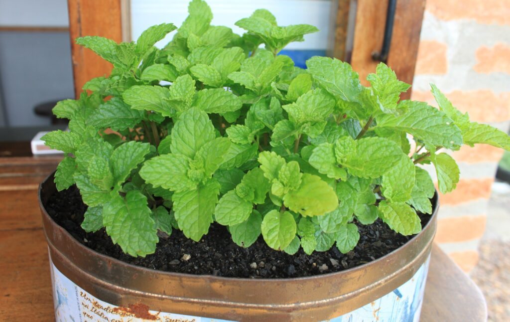 Aprenda a plantar hortelã em um vaso e espalhe seu aroma refrescante pela casa!