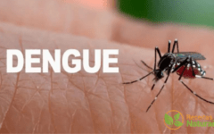 Alerta dengue: Rio de Janeiro registra 1º morte e recorde de casos e internações