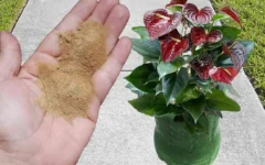 Benefícios de usar canela em pó em suas plantas